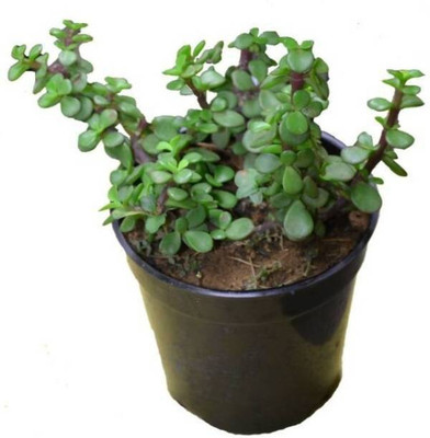 Agacha Jade Plant(Hybrid, Pack of 1)