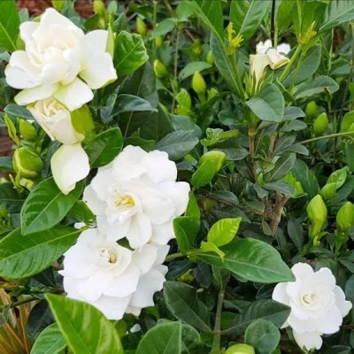 ADANNAYA Crape Jasmine Plant, Jasmine Plant(Hybrid, Pack of 1)