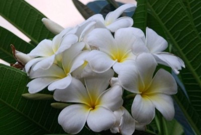 Cloud Farm Plumeria Plant(Hybrid, Pack of 1)