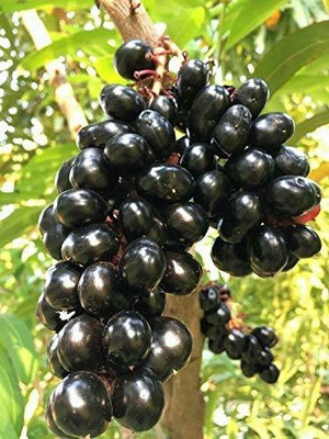 GreensFord Java Plum Plant(Hybrid, Pack of 1)