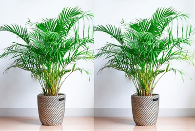 Cloud Farm Areca Palm(Hybrid, Pack of 1)