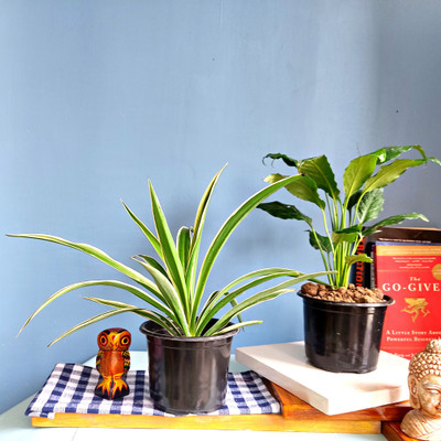 FALIANURSERY Spider Plant(Pack of 2)