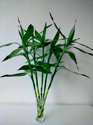 GreenThumb Lucky Bamboo Straight Stick(Hybrid, Pack of 5)