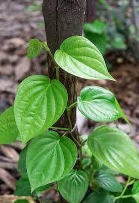BDSresolve Betel Leaf Plant(Hybrid, Pack of 1)