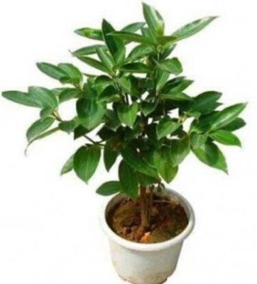 Cloud Farm Bay Leaf Plant(Hybrid, Pack of 1)