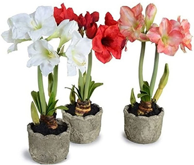 Udanta Amaryllis Lily Flower Bulbs Set of 5pcs Seed(5 per packet)