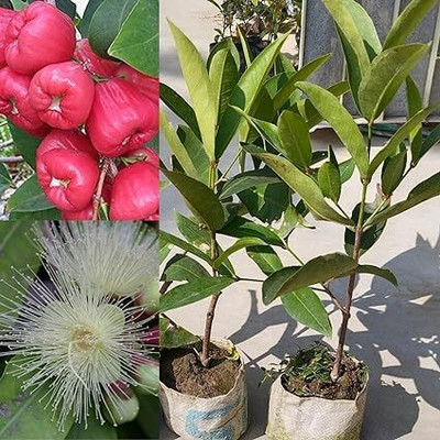 Cloud Farm Java Plum Plant, Jamun Plant(Hybrid, Pack of 1)