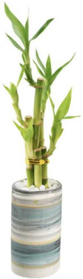 ARYAN EVERGREEN Two Layer Bamboo Plant(Hybrid, Pack of 1)