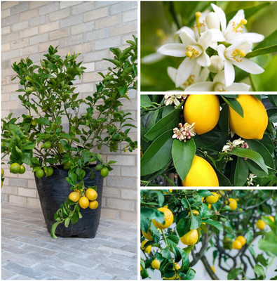 Cloud Farm Lemon Plant(Hybrid, Pack of 1)