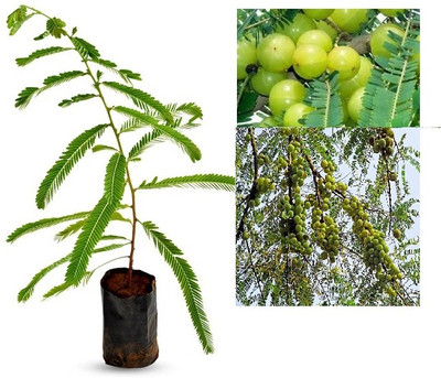 Surabhi stores Amla Plant(Pack of 1)