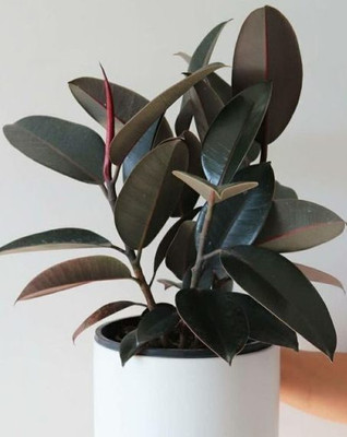 Skrhuvoy Rubber Tree(Hybrid, Pack of 1)