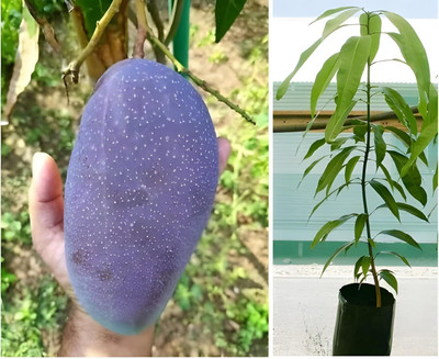 Green view Mango Plant(Hybrid, Pack of 1)