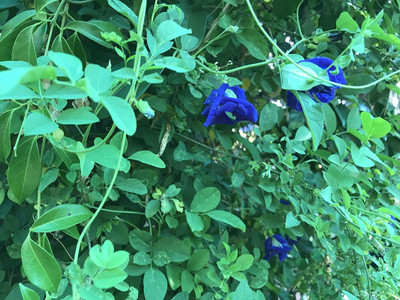 LeafLinkPlants Aparajita/ Butterfly Pea Plant(Hybrid, Pack of 1)