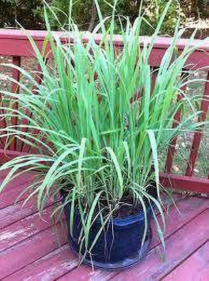 MAMONI TRADERS Lemon Grass Plant(Hybrid, Pack of 1)