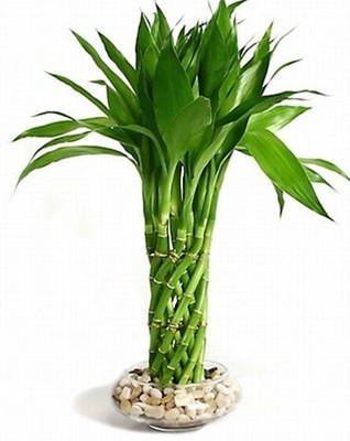 Santarita Bougainvillea Plant(Hybrid, Pack of 1)