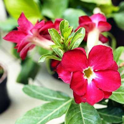 PUSHPARGHYA Adenium Plant(Hybrid, Pack of 1)
