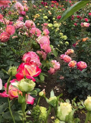 Exotic Plant Hub Climbing Rose Plant(Hybrid, Pack of 1)