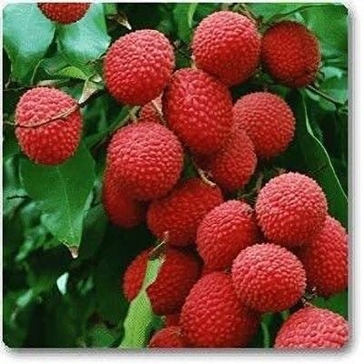 dream shop now Litchi Plant(Hybrid, Pack of 1)