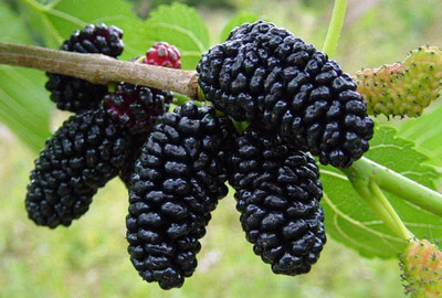 RudraECOM Shahtoot/Mulberry Plant(Hybrid, Pack of 1)