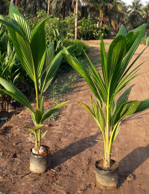 SBGARDEN Coconut Plant(Hybrid, Pack of 1)
