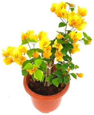 KS TRADERS Baugainvillea Plant(Hybrid, Pack of 1)