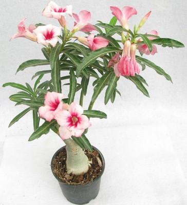 rimi Adenium Plant(Hybrid, Pack of 1)