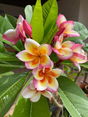 katgolap Ajwain Plant(Hybrid, Pack of 1)