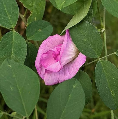 Mohomaya Aparajita/ Butterfly Pea Plant(Hybrid, Pack of 1)