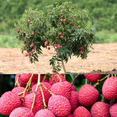 kranti farms litchi Seed(30 per packet)