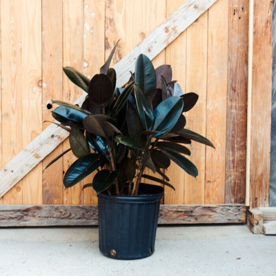 Cloud Farm Rubber Tree(Hybrid, Pack of 1)