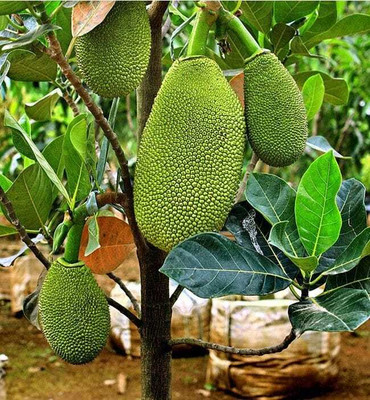 Barhloew Jack Fruit Plant(Hybrid, Pack of 1)