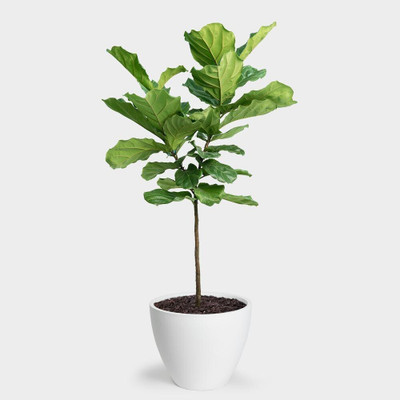 Cloud Farm Fiddle Leaf Fig Plant(Hybrid, Pack of 1)