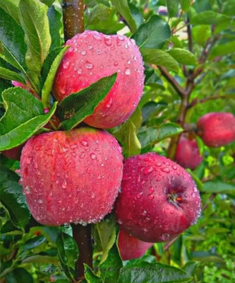 Cloud Farm Apple Plant(Hybrid, Pack of 1)