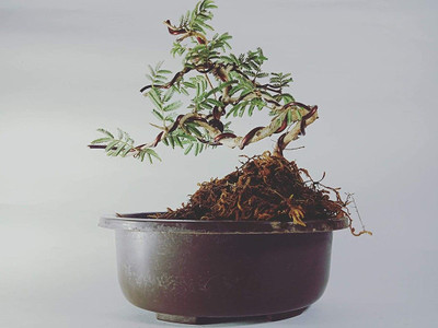 AFARTIOBINA Shami/Jand Plant(Hybrid, Pack of 1)