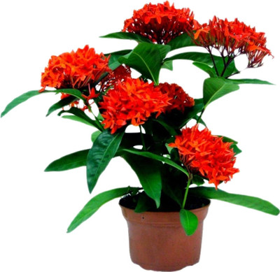 Kodali Trothic Ixora/Chethi Plant(Hybrid, Pack of 1)