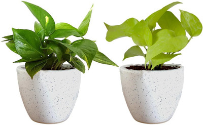 MULAKQALA Money Plant(Hybrid, Pack of 2)