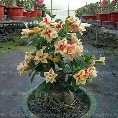 the green dotcom Adenium Plant(Hybrid, Pack of 1)