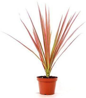 Bakuchi Dracaena Plant(Hybrid, Pack of 1)