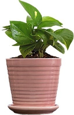 Gogreenpal Money Plant(Pack of 1)