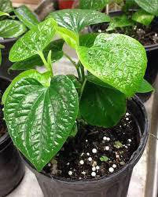GreenyOn Betel Leaf Plant(Hybrid, Pack of 1)