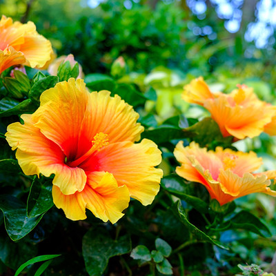 ANUSHKA GREEN BLISS Hibiscus Plant(Hybrid, Pack of 1)