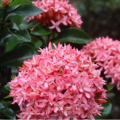 My Dream Nursery Ixora Mini Pink Flowering Plant(Hybrid, Pack of 1)