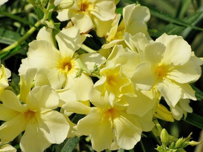 CLOUD FRAMING Oleander Plant(Hybrid, Pack of 1)