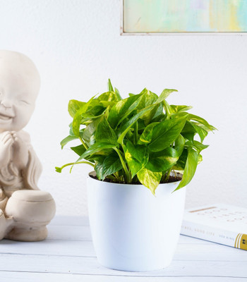 GREENLEAFS Money Plant(Pack of 1)