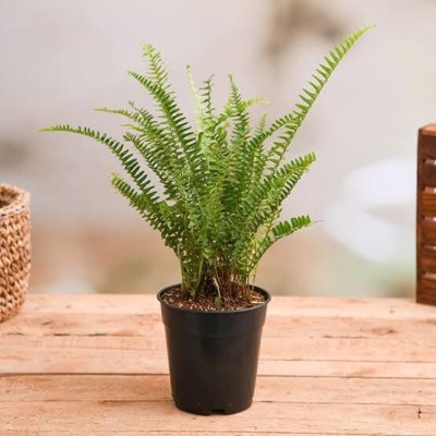 Cloud Farm Fern Plant(Hybrid, Pack of 1)