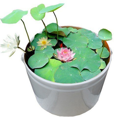 AMAJIT Lotus Flower Seed(12 per packet)