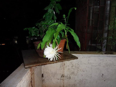 Cloud Farm Brahma Kamal Plant(Hybrid, Pack of 1)