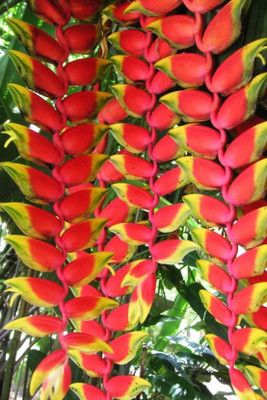 Khushi Prova Bird of Paradise Plant(Hybrid, Pack of 1)