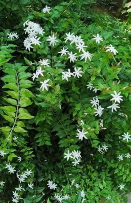 ADANNAYA Jasminum Sambac Madan Mogra Plant(Hybrid, Pack of 1)