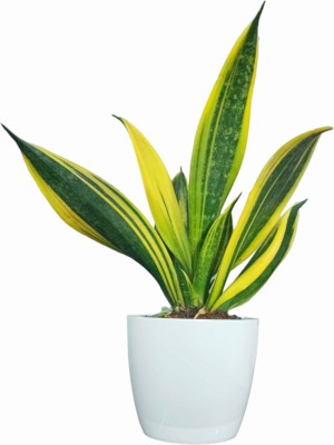 Cloud Farm Sansevieria Plant(Hybrid, Pack of 1)